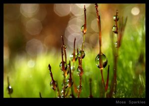 Moss Sparkles.jpg